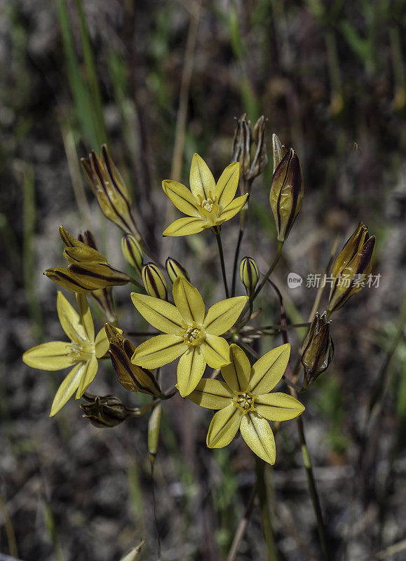 三叶草(Triteleia ixioides)是一种单子叶开花植物，又称“俏脸”或“金星”。托罗县公园，蒙特利县，加利福尼亚州。Asparagaceae。